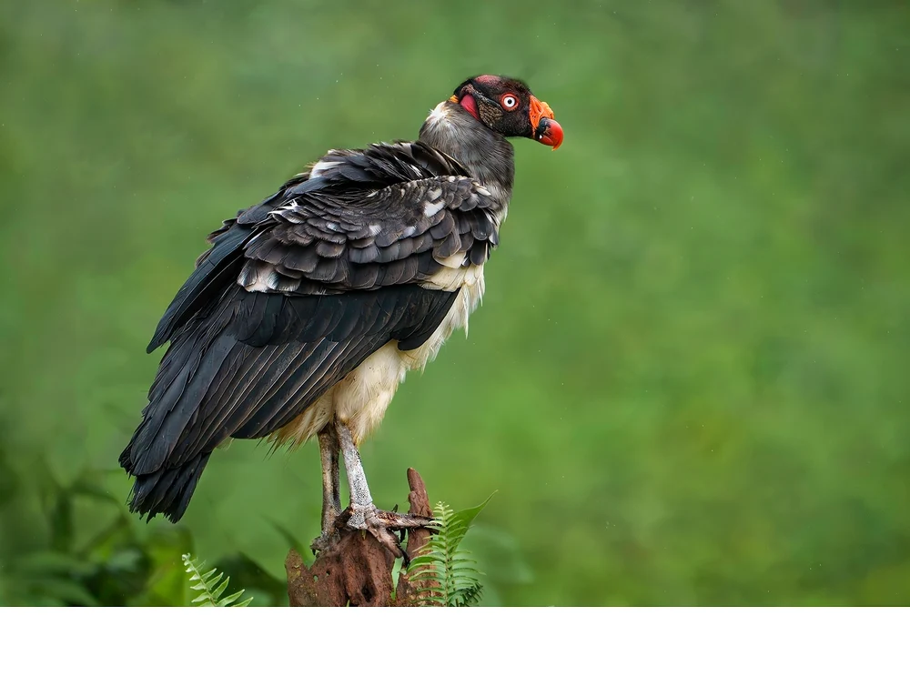 'KingVulture [3] (26137569) A fledgling takes 5 yrs to attain adult plumage. A continuous molt replaces blackish plumage with wh
